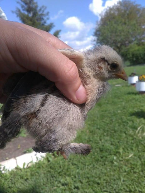 O puicuta foarte frumoasa!(Merlya) - Pui gaina pitica 2017