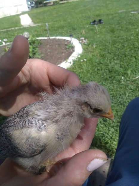 O puicuta foarte frumoasa! - Pui gaina pitica 2017