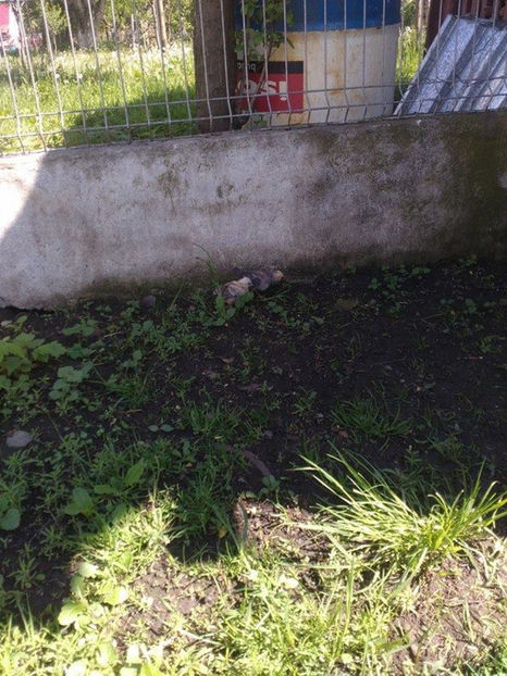  - Pui gaina pitica 2017