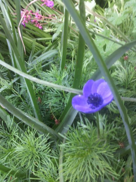 anemona coronaria - 01-Flori din curtea mea 2017