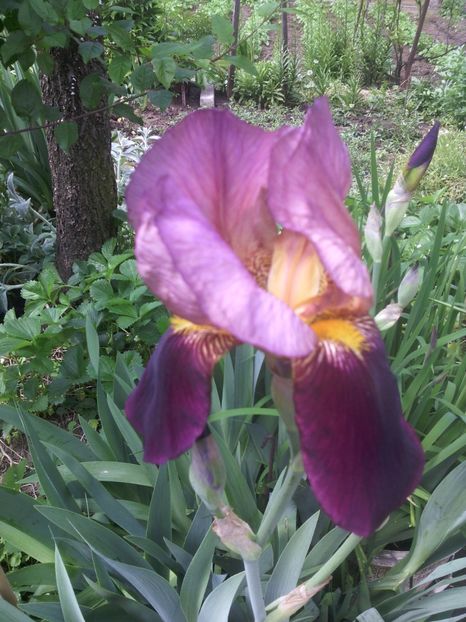  - 01-Flori din curtea mea 2017