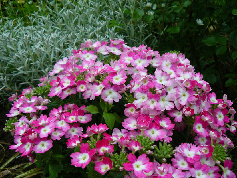 Verbina - 2017 Mai_Gradina