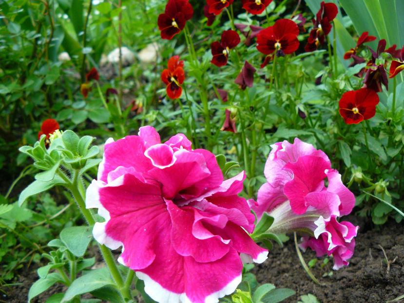 Petunie si panselute - 2017 Mai_Gradina