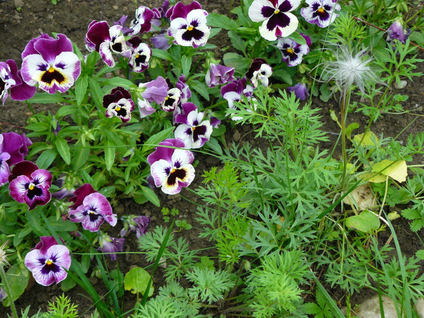 Panselute - 2017 Mai_Gradina