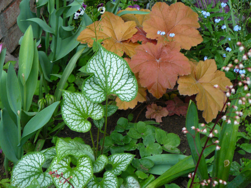 Brunera Jack Frost si Caramel - 2017 Mai_Gradina