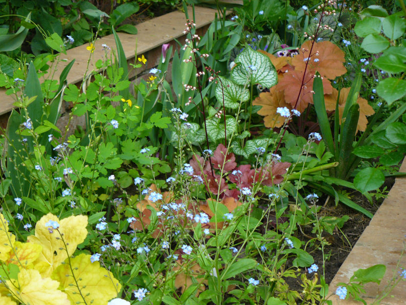 Tiramisu si Jack Frost - 2017 Mai_Gradina