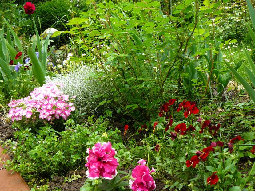 P1280147 - 2017 Mai_Gradina