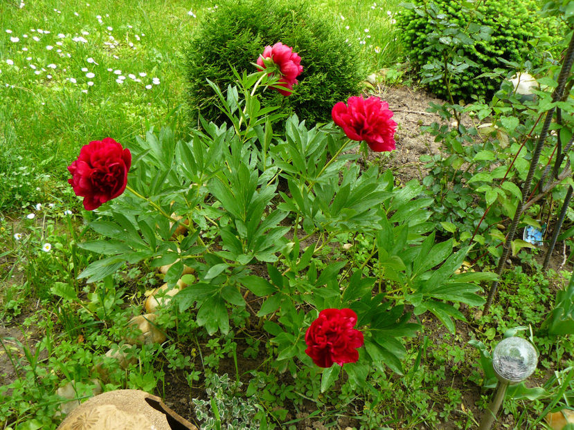 Rubra Plena - 2017_Irislandia si Bujori 2017