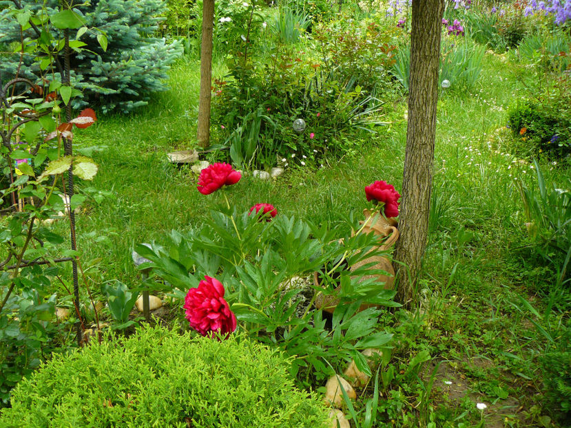 Rubra Plena - 2017 Mai_Gradina
