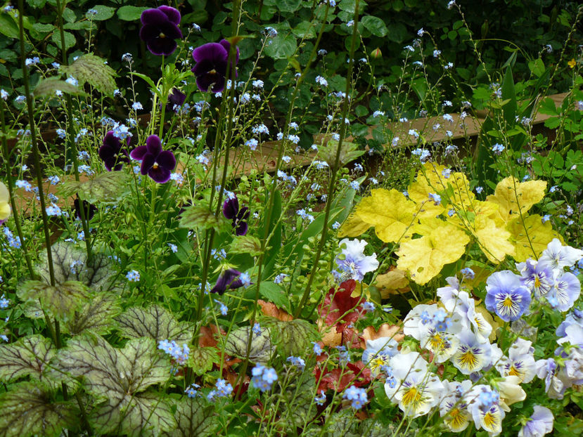 Venus , Peach Flambe si Tiramisu - 2017 Mai_Gradina