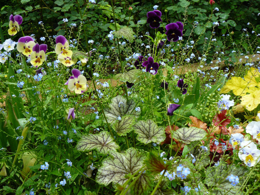 Venus - 2017 Mai_Gradina