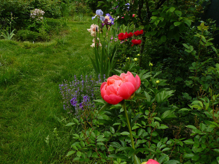 Coral Sunset - 2017_Irislandia si Bujori 2017