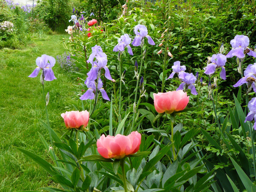 Pink Hawaian Coral - 2017_Irislandia si Bujori 2017