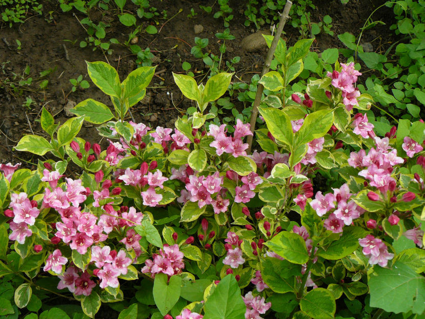 Weigela costeriana variegata - 2017_Irislandia si Bujori 2017