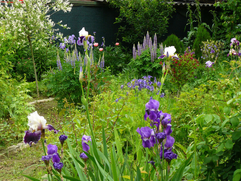 Wild Vision si florentini violet - 2017_Irislandia si Bujori 2017