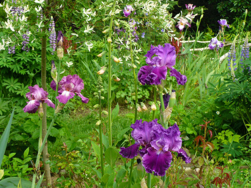 Wonderful world si Tintinabulation - 2017_Irislandia si Bujori 2017