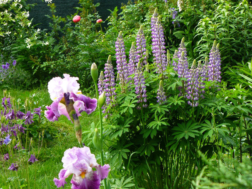 Arabella si Lupin Lavand and White - 2017_Irislandia si Bujori 2017