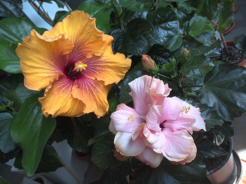 WIN_20170514_103433 - 02Hibiscus