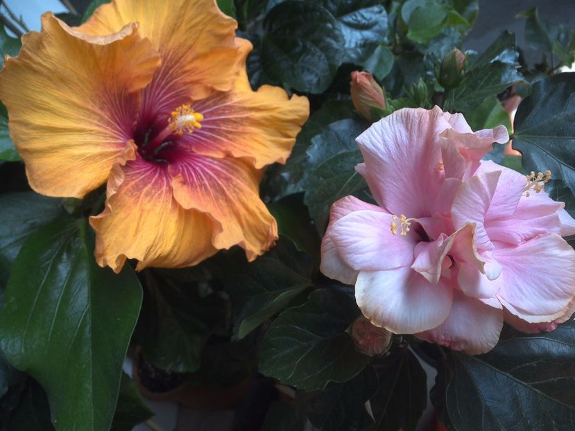 WIN_20170514_103442 - 02Hibiscus