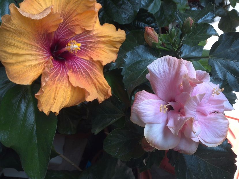 WIN_20170514_103457 - 02Hibiscus