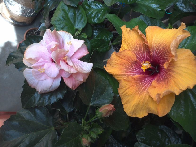 WIN_20170514_103510 - 02Hibiscus
