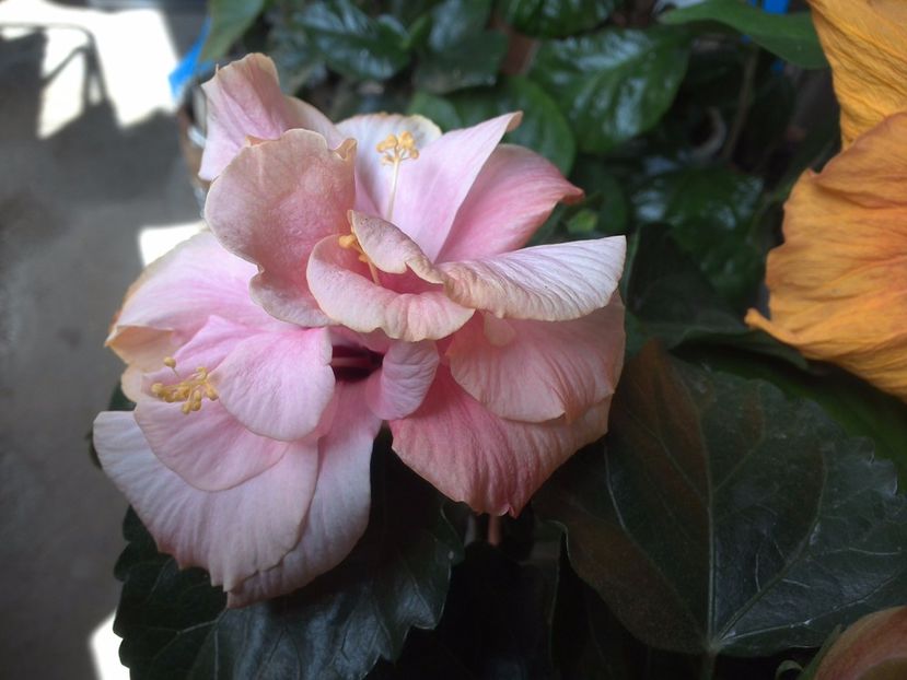WIN_20170514_103550 - 02Hibiscus