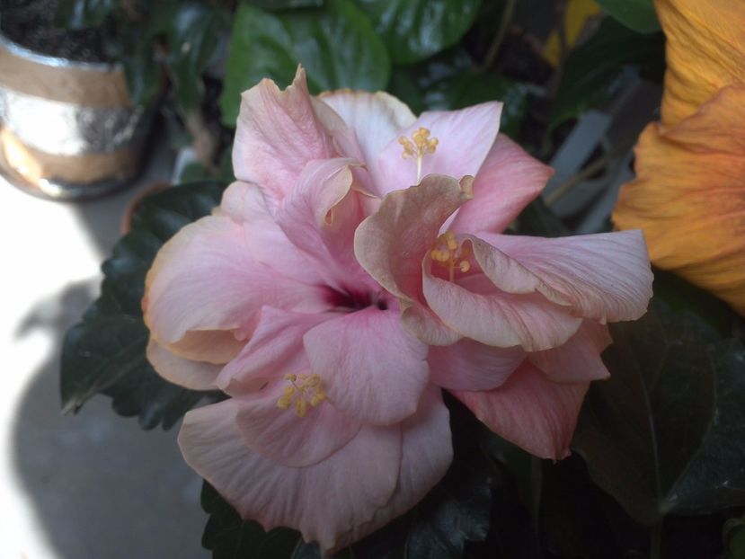WIN_20170514_103622 - 02Hibiscus
