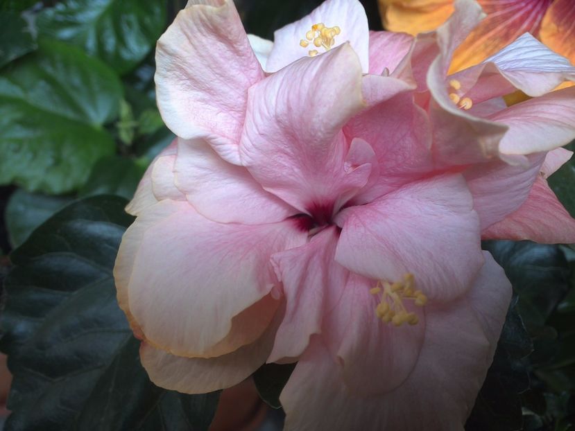 WIN_20170514_103638 - 02Hibiscus
