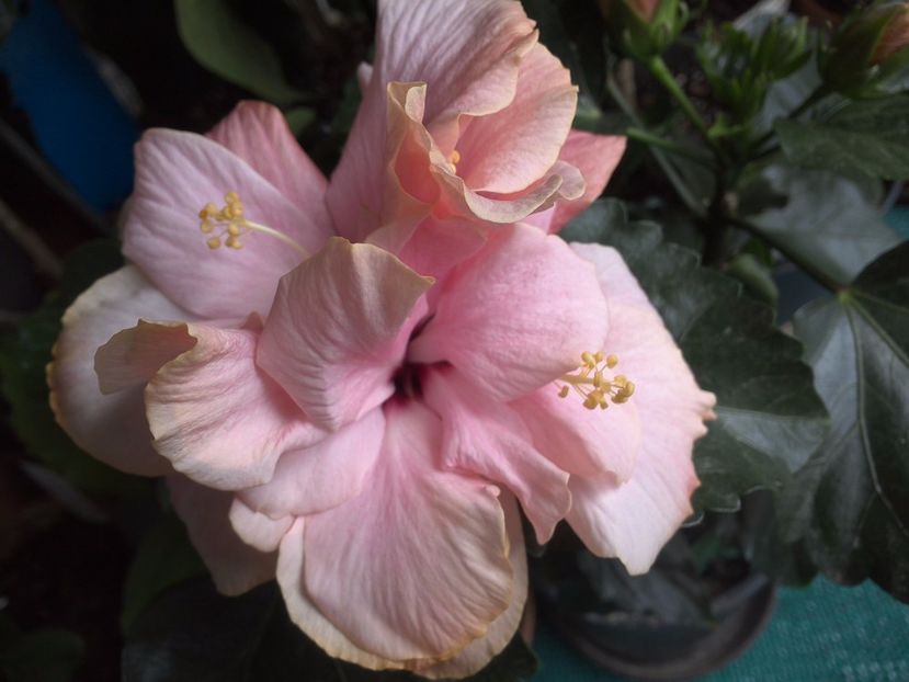 WIN_20170514_103720 - 02Hibiscus
