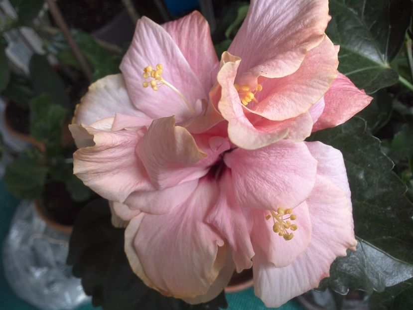 WIN_20170514_103732 - 02Hibiscus