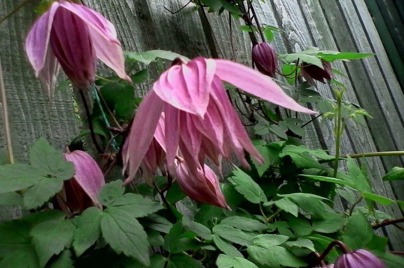 Purple Dream - 4Clematite2017