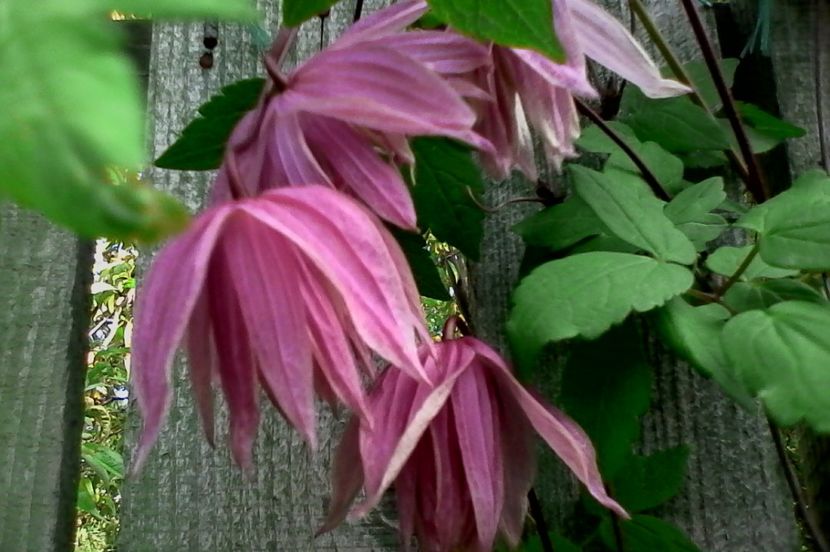 Purple Dream - 4Clematite2017