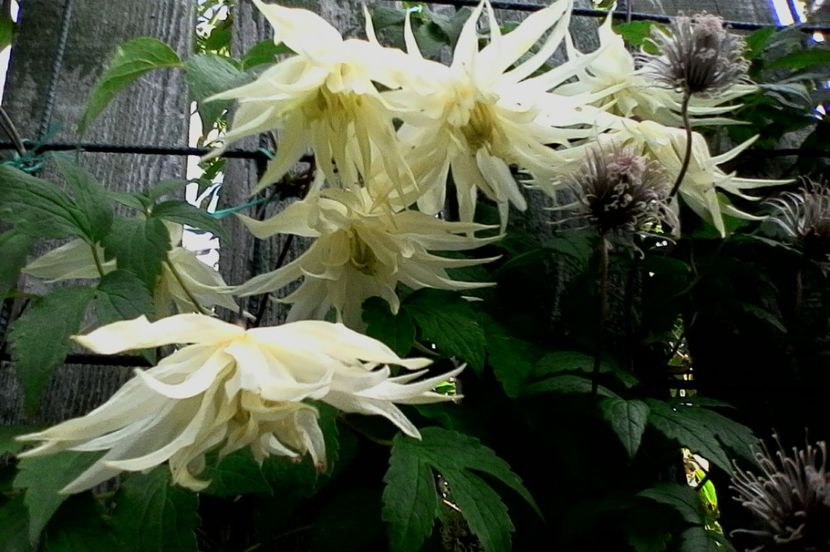 Lemon Dream - 4Clematite2017