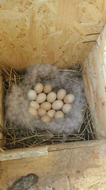 Cuib mandarine standard - Rate mandarin standard_albe