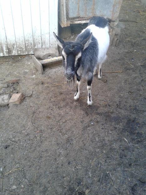 Fotografie0668 capra cerasela (1) - a---capra cerasela