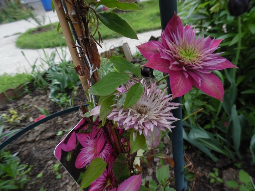 Kaiser - clematite infloriri