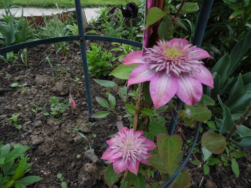  - clematite infloriri