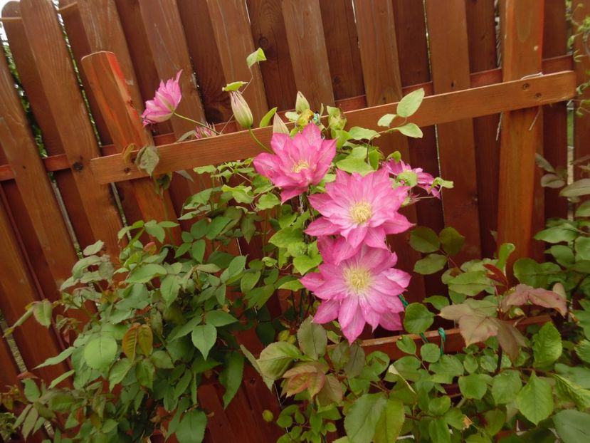 Asao - clematite infloriri