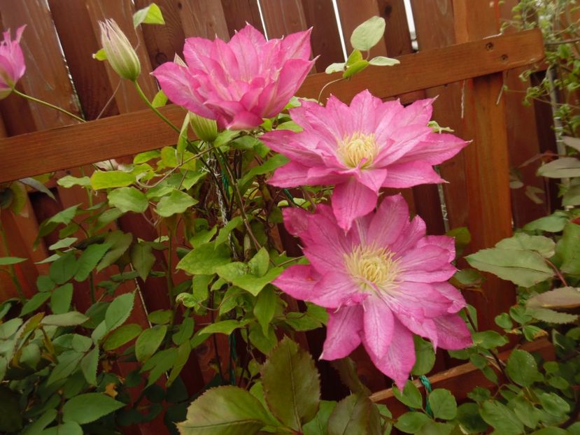 Asao - clematite infloriri