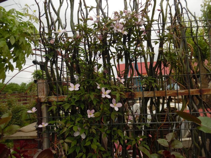 - clematite infloriri