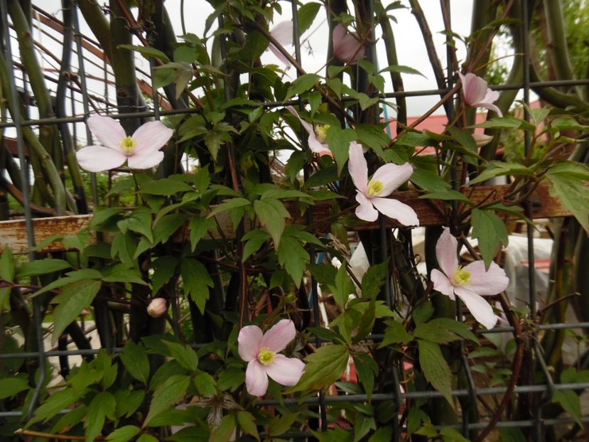 Montana mea, multumesc Miha! - clematite infloriri