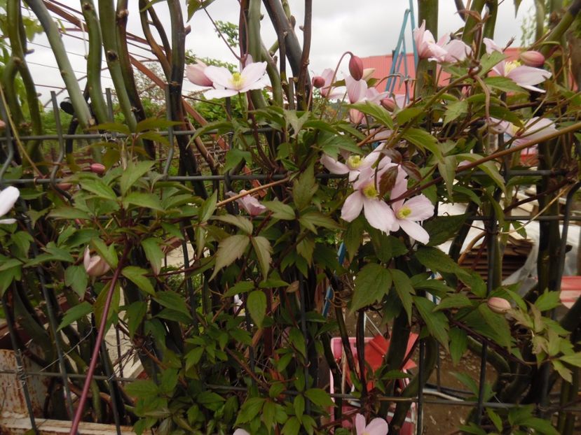 - clematite infloriri