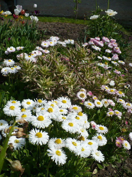 P1250676 - Banutei- Bellis