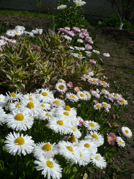 P1250683 - Banutei- Bellis