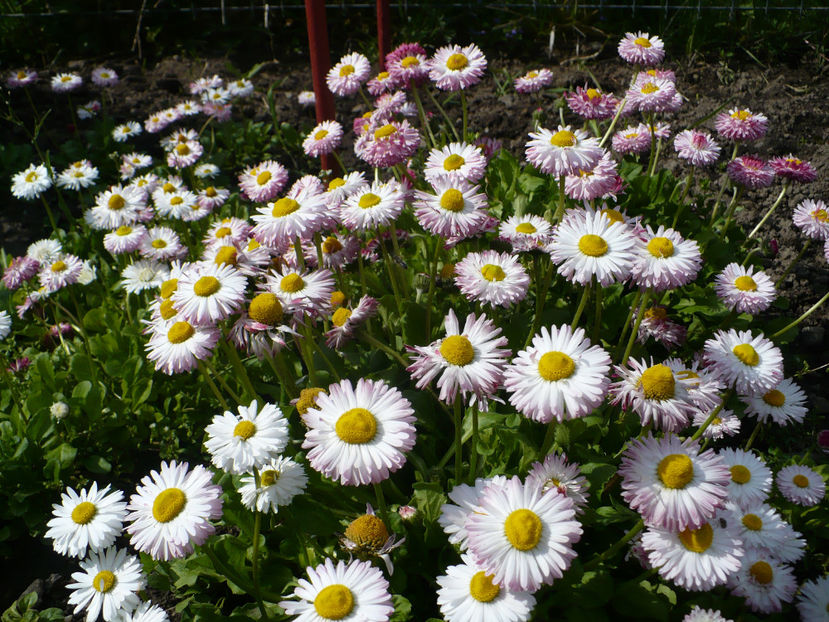 P1250693 - Banutei- Bellis