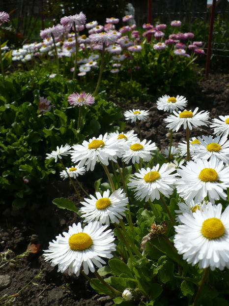 P1250698 - Banutei- Bellis