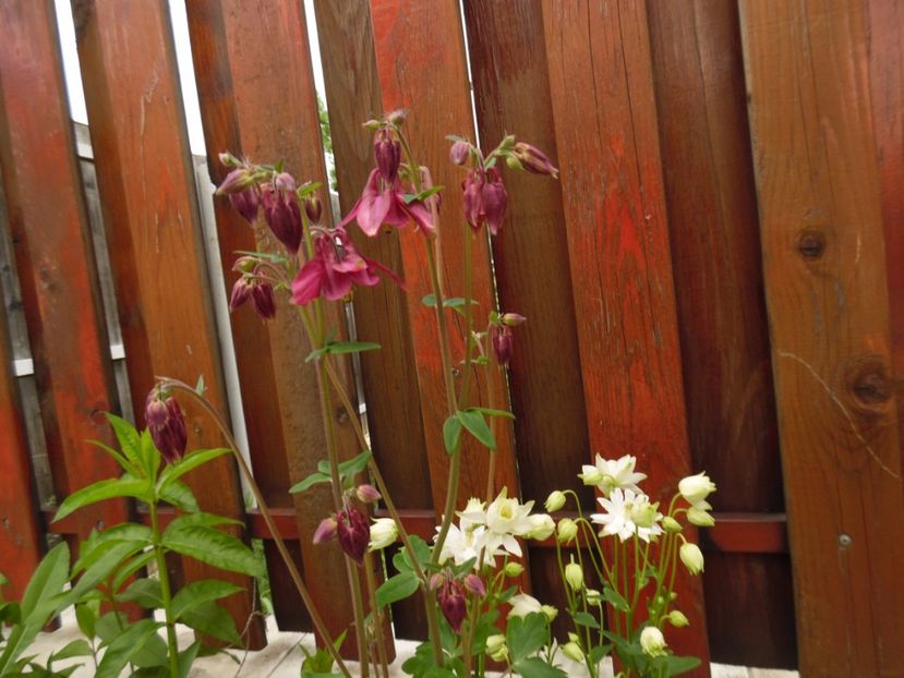  - 000 Mai in gradina