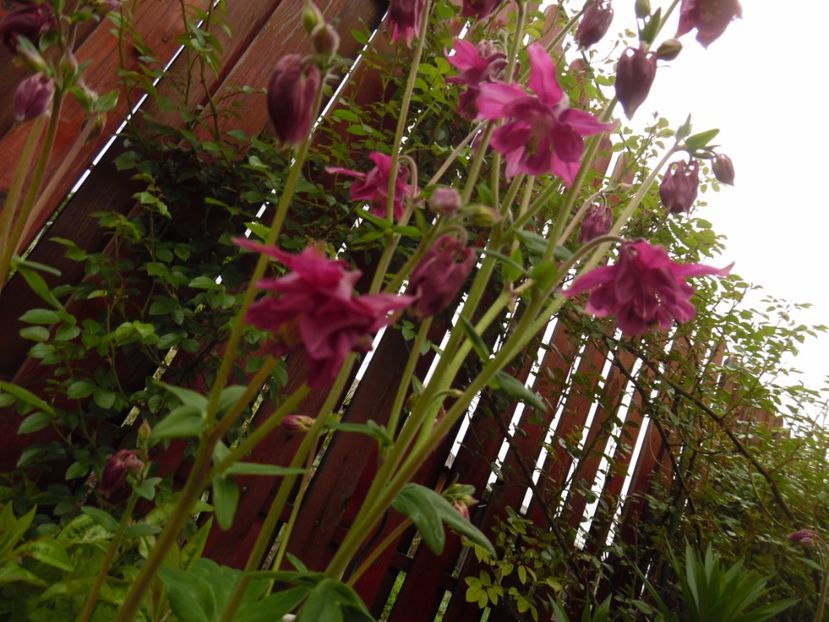  - 000 Mai in gradina