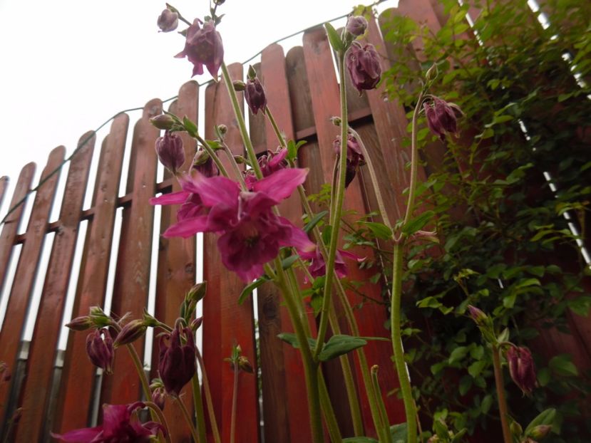  - 000 Mai in gradina