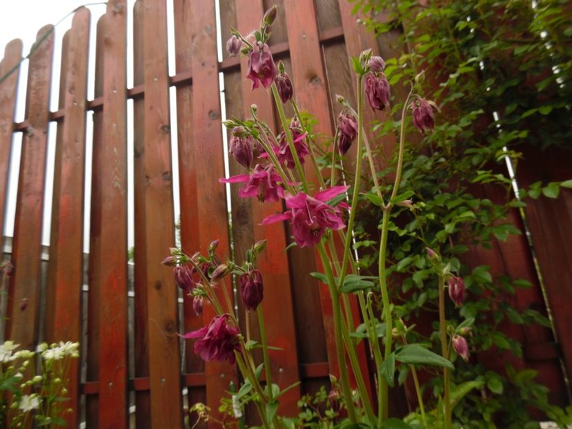  - 000 Mai in gradina